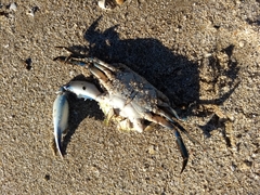 Callinectes arcuatus