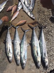 Scomberomorus cavalla