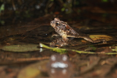 Bony-Headed Toad photo 2