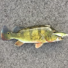 Cichla ocellaris