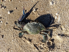 Callinectes arcuatus