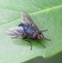 Calliphoroides antennatis