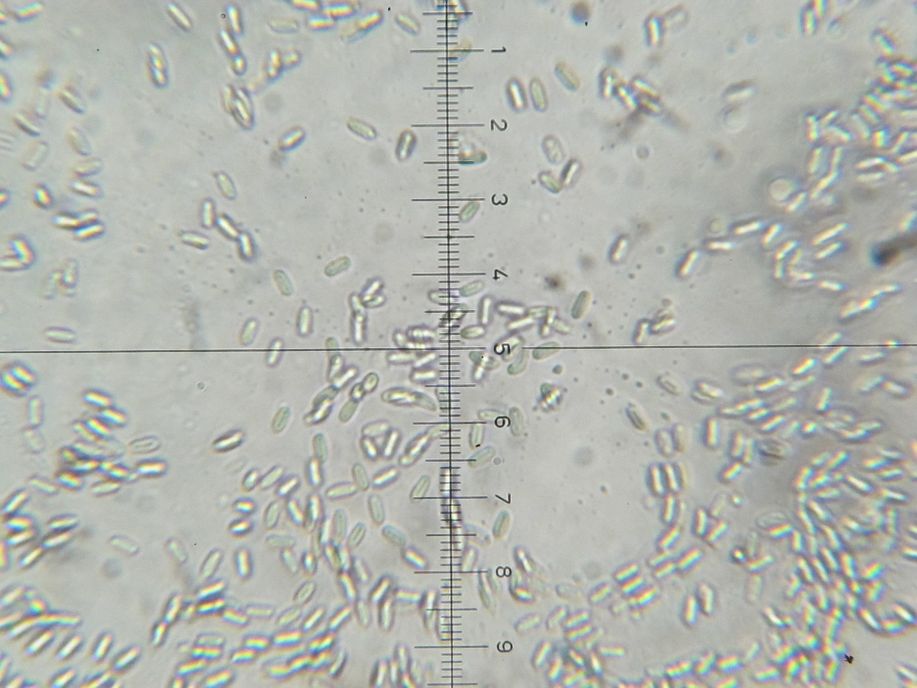 Phallogastraceae image