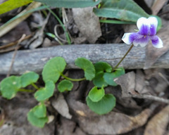 Viola eminens
