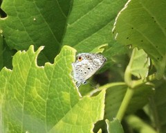 Cyclargus thomasi bethunebakeri