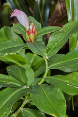 Costus laevis