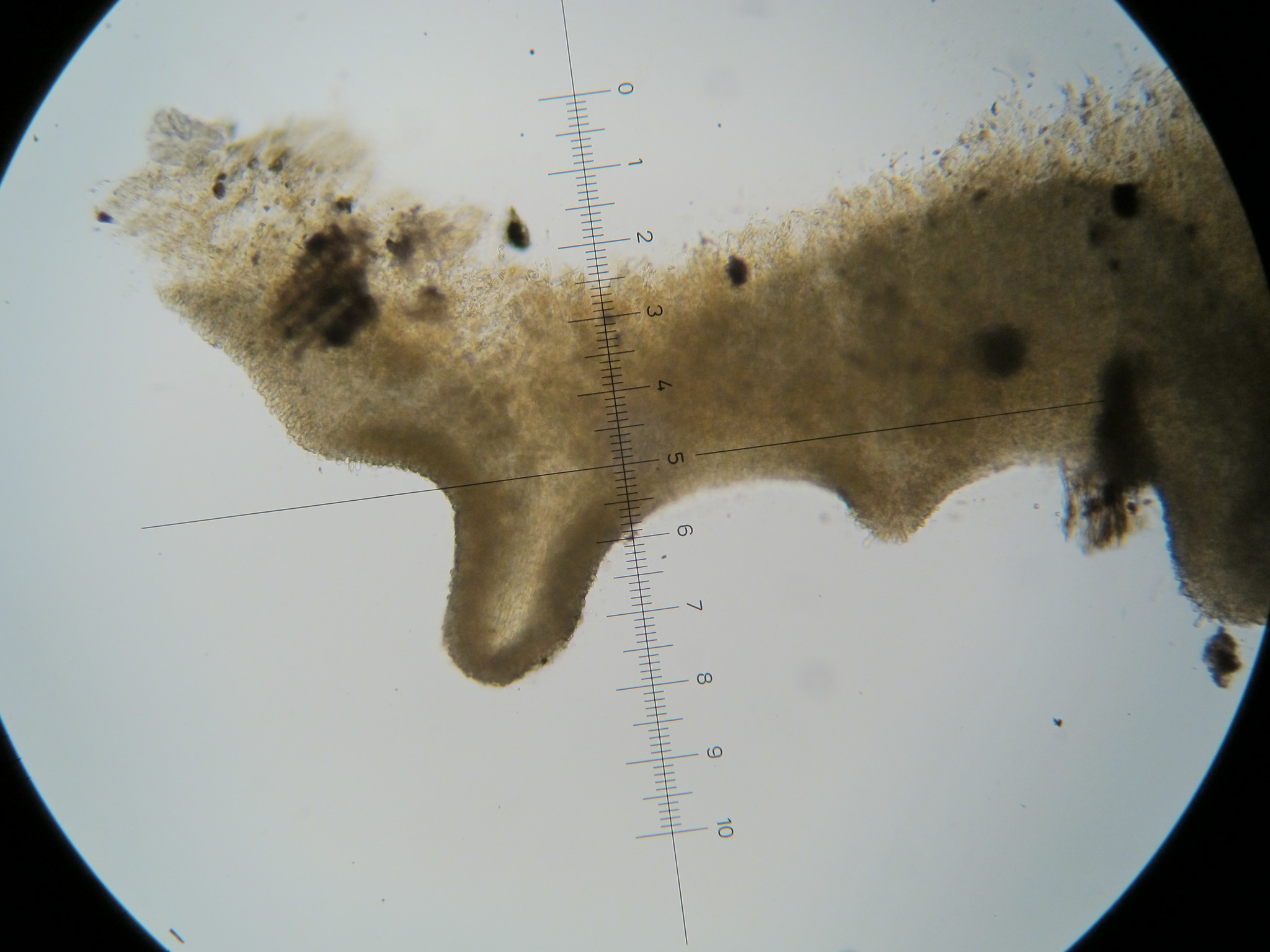 Trogia icterina image