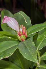 Costus laevis