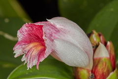 Costus laevis