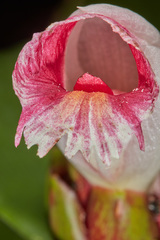 Costus laevis