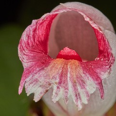 Costus laevis