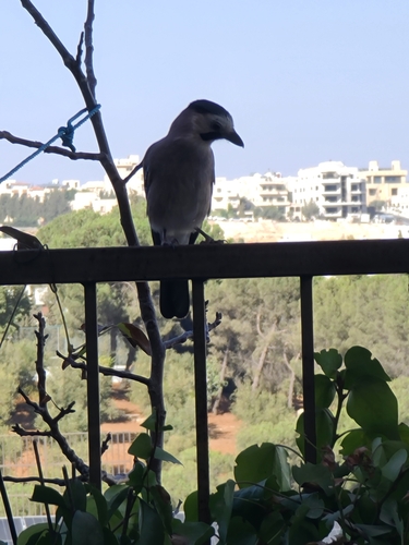 Levant Jay