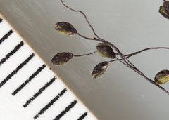 Dichanthelium meridionale