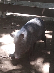 Pecari