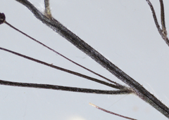 Dichanthelium meridionale