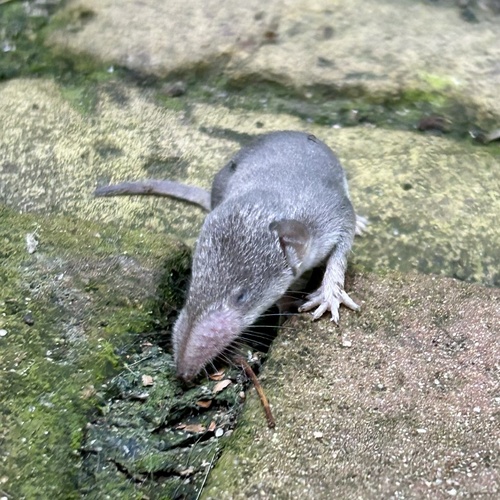 Greater White-toothed Shrew, Torenlaan, Blaricum, Noord-Holland, NL, photo 7 of 10