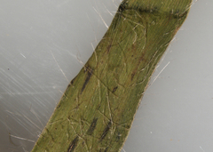 Dichanthelium meridionale