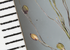 Dichanthelium meridionale