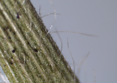 Dichanthelium meridionale
