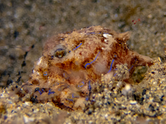 Hapalochlaena fasciata image