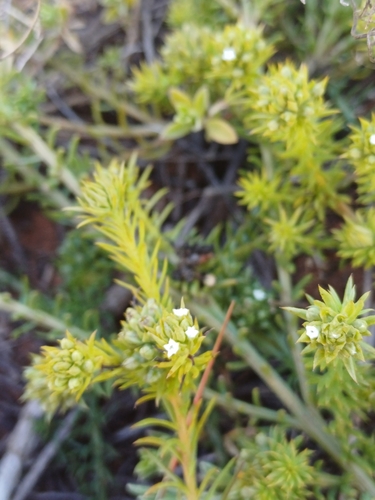 Crown Rootthug (Thesium carinatum)