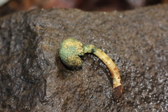 Lepiota trichroma