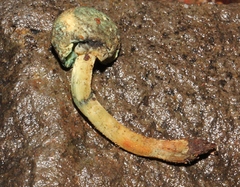 Lepiota trichroma