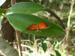 Parvospila lucianus