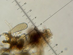 Lepiota trichroma
