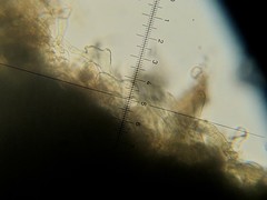 Lepiota trichroma