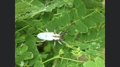 Deliathis imperatrix