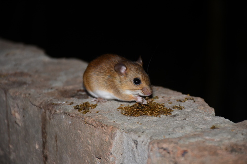 Bicolored Arboreal Rice Rat