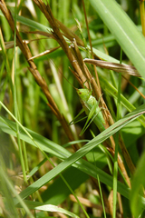Conocephalus longipes