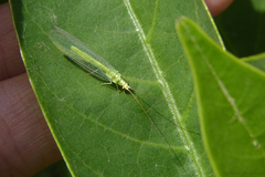 Chrysoperla externa