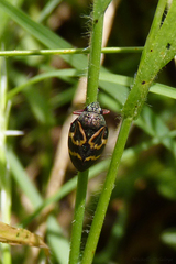 Deois flexuosa