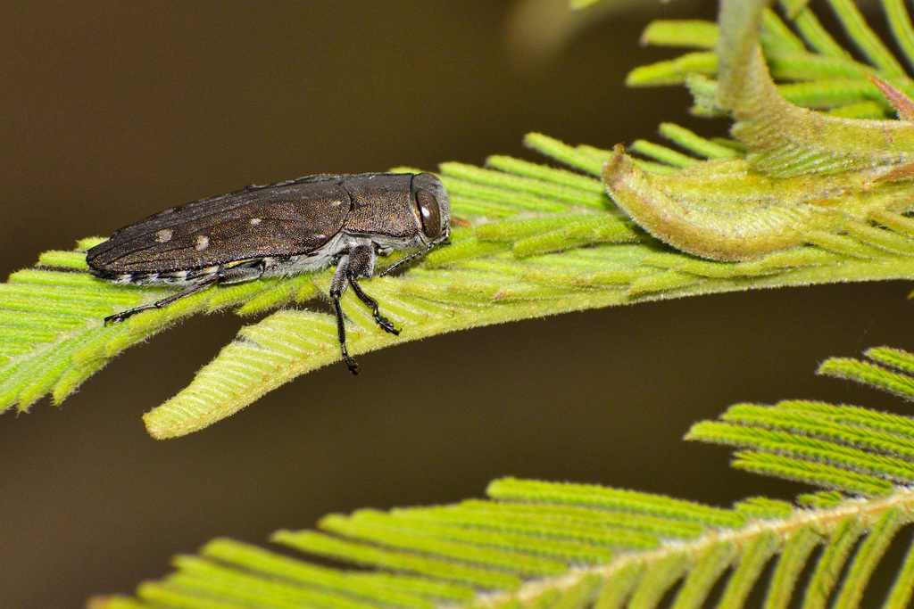 Chrysobothris from Jiménez, Mich., México on November 12, 2019 at 0326