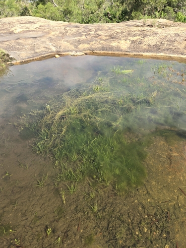 Taiwan Quillwort (Isoetes taiwanensis)