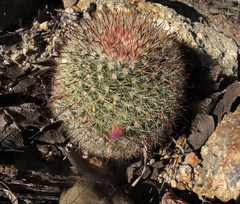 Mammillaria jaliscana jaliscana