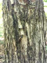 Stropenron hieroglyphica