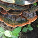 Rigidoporus microporus - Photo (c) Alan Rockefeller, μερικά δικαιώματα διατηρούνται (CC BY), uploaded by Alan Rockefeller