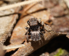 Maratus vespertilio