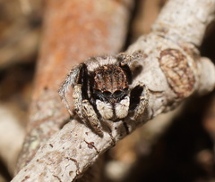 Maratus vespertilio