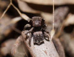 Maratus vespertilio