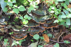 Rigidoporus microporus