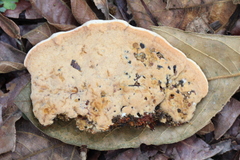 Rigidoporus microporus