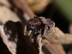 Maratus vespertilio