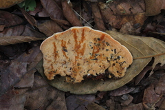 Rigidoporus microporus