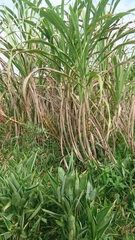 Saccharum × sinense