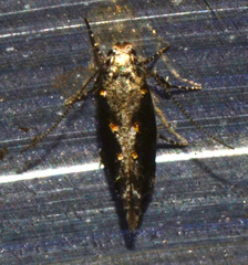 Coleotechnites florae