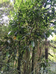 Hedycarya arborea